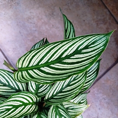 Calathea Vittata - comprar online