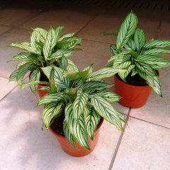 Calathea Vittata en internet