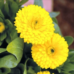 Caléndula - Vivero Mario