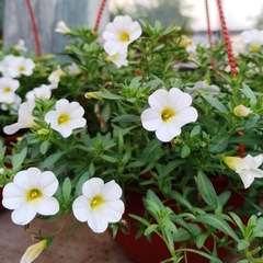 Calibrachoa - tienda online
