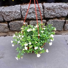 Calibrachoa