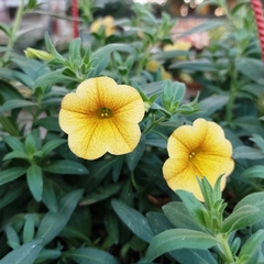 Imagen de Calibrachoa