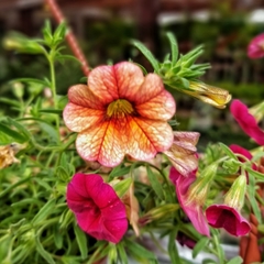 Calibrachoa