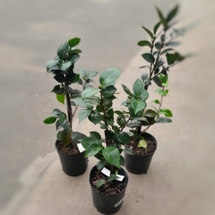 Imagen de Camelia Japónica
