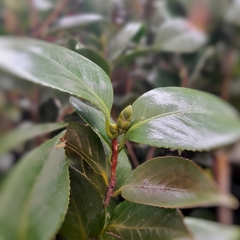Camelia Japónica