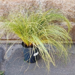 Carex Verde - comprar online