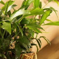 Caryota