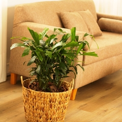 Caryota - comprar online
