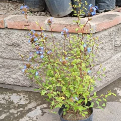 Ceratostigma Willmottianum - Vivero Mario