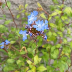 Ceratostigma Willmottianum