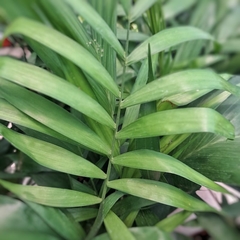 Chamadorea Bambusa