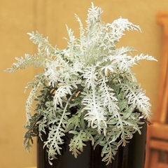 Cineraria Marítima