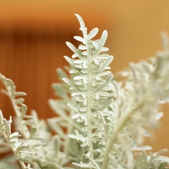 Cineraria Marítima - comprar online
