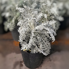 Imagen de Cineraria Marítima