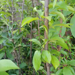 ARBOLES FRUTALES (no cítricos) - tienda online