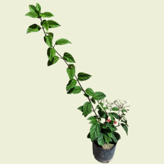 Clerodendrum Thomsoniae - comprar online