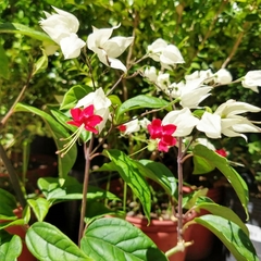Clerodendrum Thomsoniae en internet