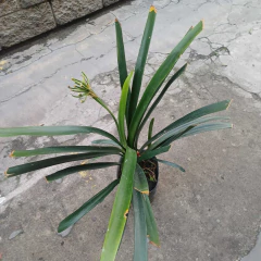 Clivia - Vivero Mario