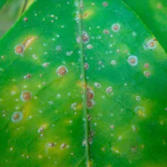 Insecticida Mamboretá D - comprar online