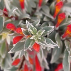 Columnea Light Prince