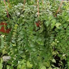 Columnea microcalyx - Vivero Mario
