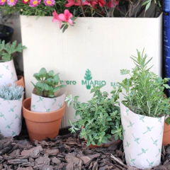 Combo Aromáticas - tienda online