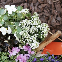 Combo Florales - comprar online