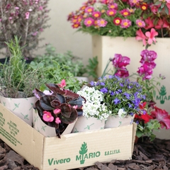 Combo Florales