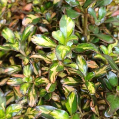 Coprosma tricolor