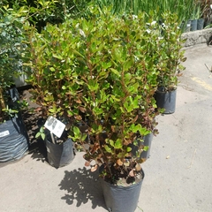 Coprosma verde - tienda online