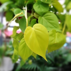 Cordatum Lemon - comprar online