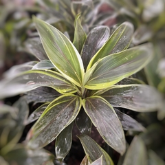 Cordyline Mocha Latte - comprar online