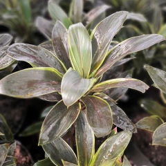 Dracaena baby rubra - comprar online