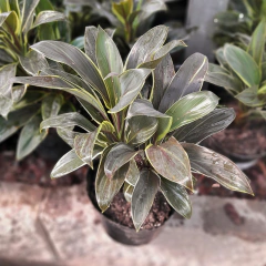 Dracaena baby rubra en internet