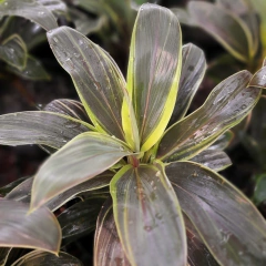 Dracaena baby rubra - Vivero Mario