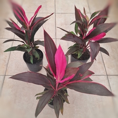Dracaena Rubra en internet