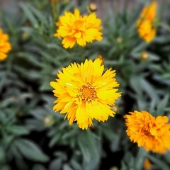 Coreopsis