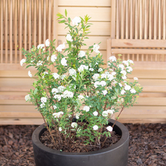 Corona de Novia - comprar online