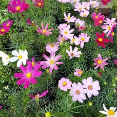 Cosmos Bipinnatus