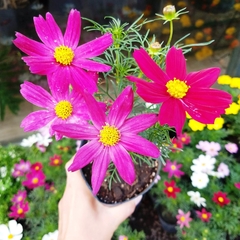 Cosmos Bipinnatus - comprar online