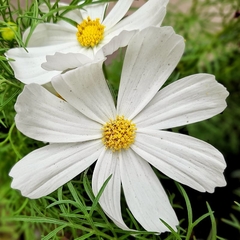 Cosmos Bipinnatus en internet