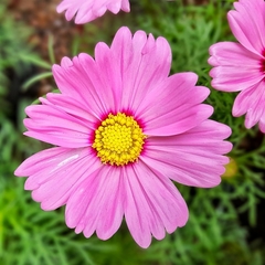 Cosmos Bipinnatus - Vivero Mario