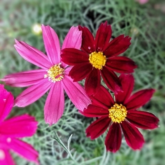 Cosmos Bipinnatus - tienda online