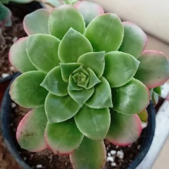 Crasa Aeonium en internet