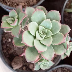 Crasa Aeonium - Vivero Mario