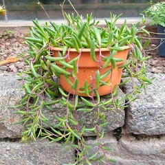 Crasa Collar de Rubíes - Vivero Mario