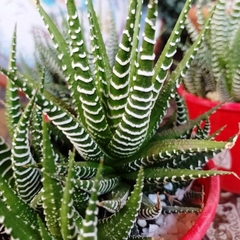 Crasa Haworthia