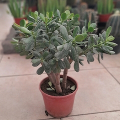 Crasa Ovata - comprar online