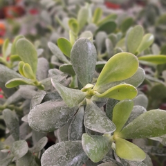 Crasa Ovata