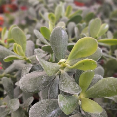 Crasa Ovata - comprar online